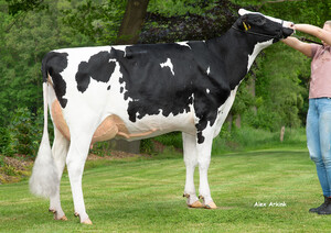 Ellen - CASINO lánya